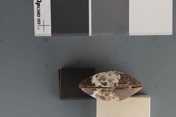 Media type: image;   Malacology 192121 Description: Dry valves;  Aspect: Hinge